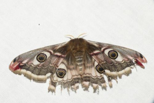Réf. 253 663 : Saturnia pavonia